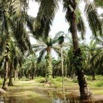 Owl boxes as natural pesticides