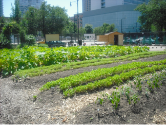 Growing Power garden