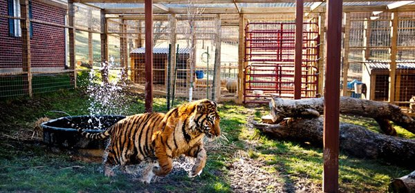 Tiger Rescue, jumping Walmart