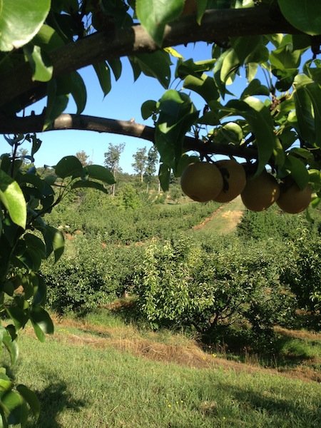 Asian Pear at Mountain View Orchard in Stafford, Va.
