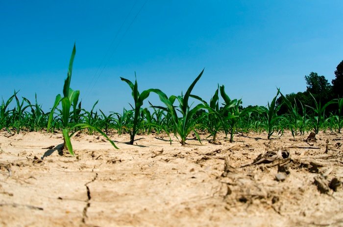 Riding out the drought