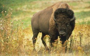 Lone Buffalo, EarthShare